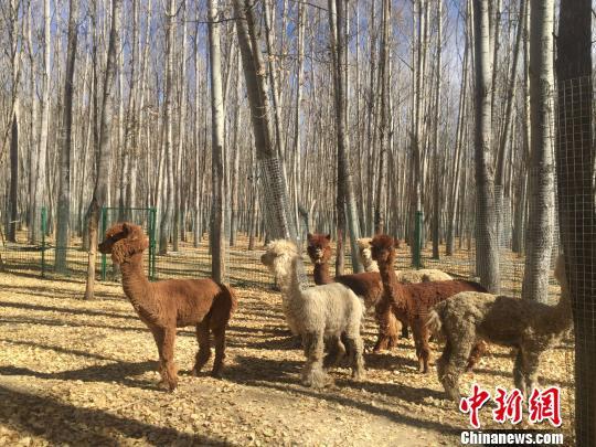 Alpacas at Qushui Animal Reserve in Lhasa, Tibet Autonomous Region, on Thursday, November 16, 2017 [Photo: Chinanews.com]