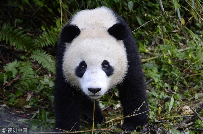 Photo taken on July 25, 2017 shows panda Baxi in Wolong National Nature Reserve. [Photo: VCG]