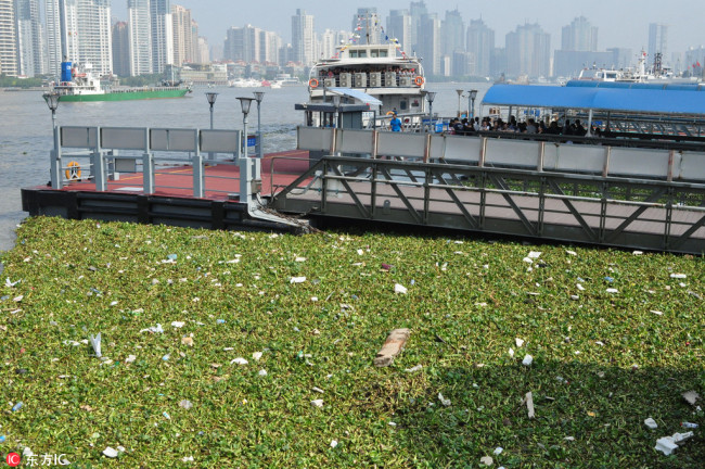 Water hyacinth, a floating aquatic plant, forms a dense mass on the surface of the Huangpu River in Shanghai on October 6, 2017. [File photo: IC]
