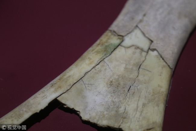 An inscribed piece of oracle bone (cattle shoulder) is on display at the Museum of Yin Ruins in Anyang City, Henan Province on July 13, 2017. [File photo: VCG]