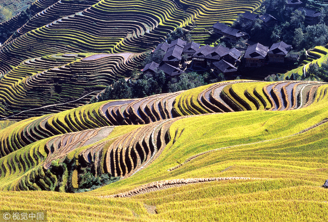 Four Chinese sites selected as global agricultural heritages - China Plus