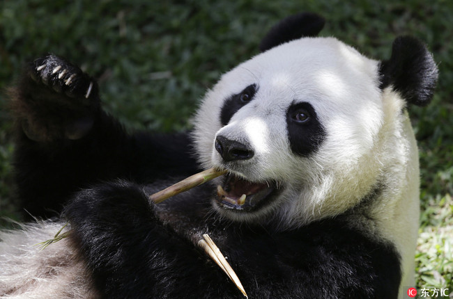 A female giant panda from China named Hu Chun eats bamboo at Taman Safari Indonesia zoo in Bogor, West Java, Indonesia, Wednesday, Nov. 1, 2017. [Photo: IC]