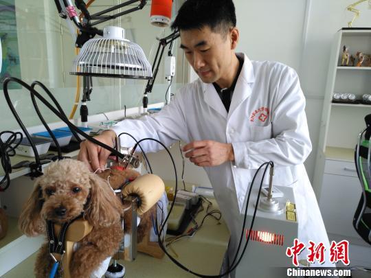 A dog called ‘Niu Niu' receives acupuncture and moxibustion therapy at a veterinary clinic in Shenyang city, northeast China’s Liaoning Province on November 12, 2017. [Photo: Chinanews.com]