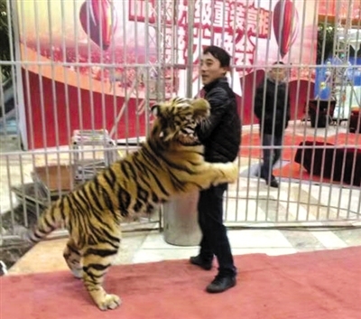 Circus owner Li Rongqing performs with a tiger. [File Photo: Xinhua]