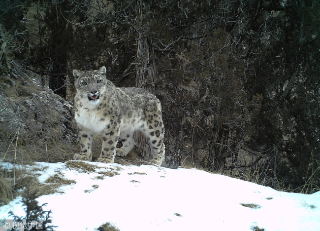 A snow leopard captured by infrared camera in Qinghai Province. [File photo: VCG]