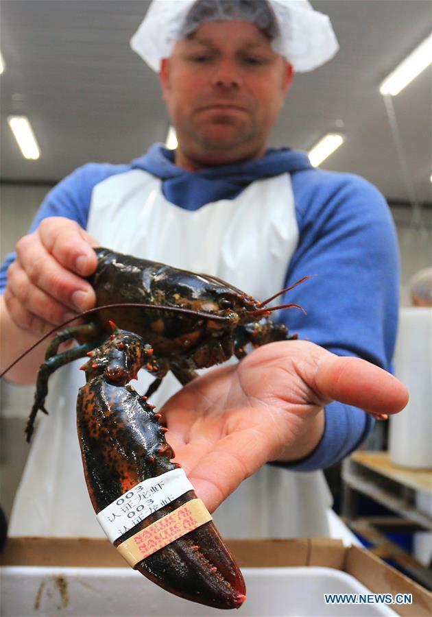 A worker shows a live lobster with an official quality program rubber band in Chinese at a workshop of Nautical Seafoods Ltd. in Annapolis Royal, Nova Scotia, Canada, May 24, 2017. 