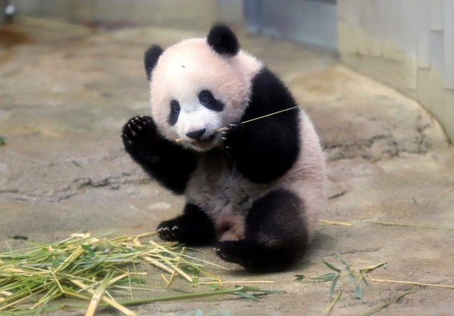 Baby panda Xiang Xiang, born from mother panda Shin Shin on June 12, 2017, eats bamboo during a press preview ahead of the public debut at Ueno Zoological Gardens in Tokyo, Japan Dec 18, 2017. [Photo: Xinhua Twitter]