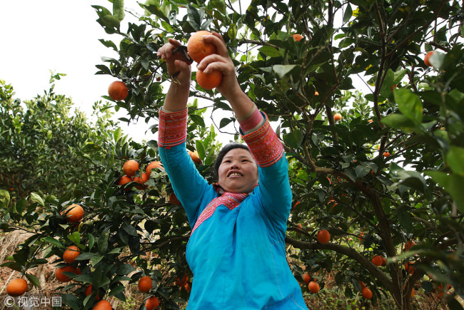 A farmer in Guizhou Province picks oranges from the trees on December 17, 2017. [Photo: VCG]
