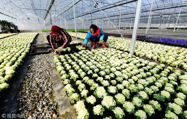 Farmers transfer flowers in a solar greenhouse on December 26, 2017 in east China's Jiangsu Province. [Photo: VCG]
