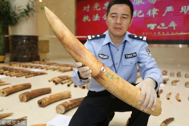 Customs officers in south China's Guangxi Zhuang Autonomous Region confiscate more than 360 kilograms of ivory smuggled from Africa on December 7, 2017. [Photo: VCG]