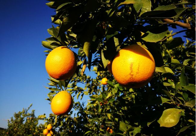 Ripe citruses in Li Xinmin’s orchard that are ready to pick. [Photo: from China Plus]