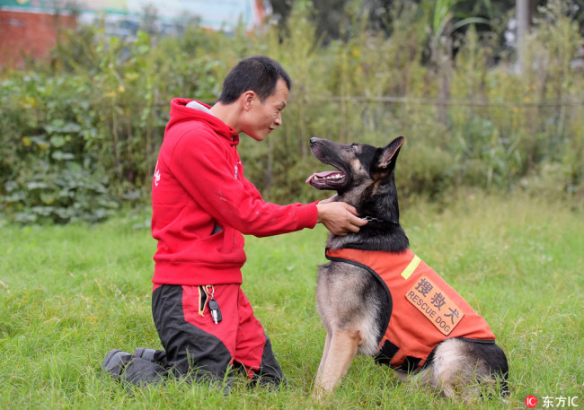 Rescue dog Missile and its trainer Huang Fei are photographed in the training base in Chengdu on October 14, 2017. [Photo: IC]