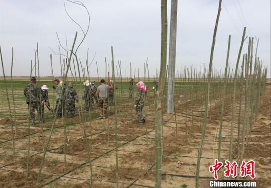 A division of Xinjiang Production and Construction Corporation based in south of Mount Tianshan organize forestry work on Apr 12, 2016. [Photo: chinanews.com]