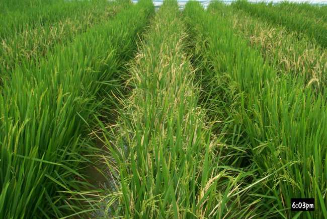Huahui-1, a genetically engineered rice developed by Huazhong Agricultural University [File Photo: stdaily.com]