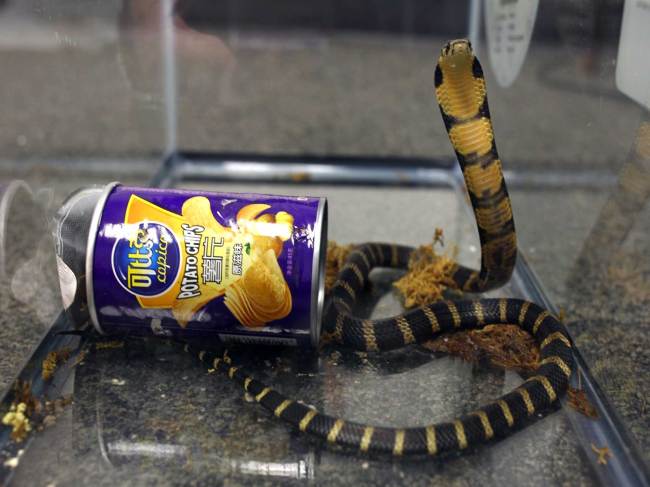 This undated photo provided by U.S. Fish and Wildlife shows a king cobra hidden in a potato chip can that was found in the mail in Los Angeles. [Photo: AP] 