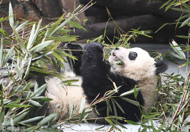 Giant panda, Qiyi, eats bamboo leaves at Chengdu Research Base of Giant Panda Breeding in Chengdu, southwest China's Sichuan Province on January 25, 2018. [Photo: VCG]