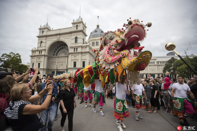 Folk artists operate the Sun Loong, the longest imperial dragon of its kind outside China, during a parade to celebrate Chinese Lunar New Year, which falls on February 16, in Melbourne, Australia, February 11 2018. The 48-year-old Sun Loong measures approximately 100 metres and takes more than 120 people to operate. [Photo: IC]