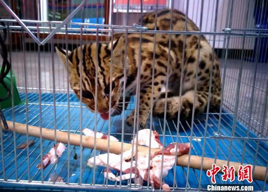 A leopard cat is captured in a cage in south China’s Yunnan province. [Photo: Chinanews.com]