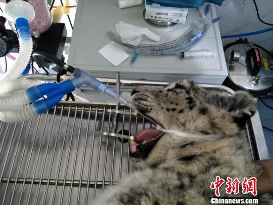 An injured female snow leopard undergoes its first operation in Xining, capital of Qinghai Province, December 11, 2017. [File Photo: Chinanews.com]