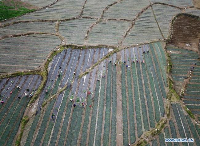 中国农民农事忙 Farmers busy with farm work across China
