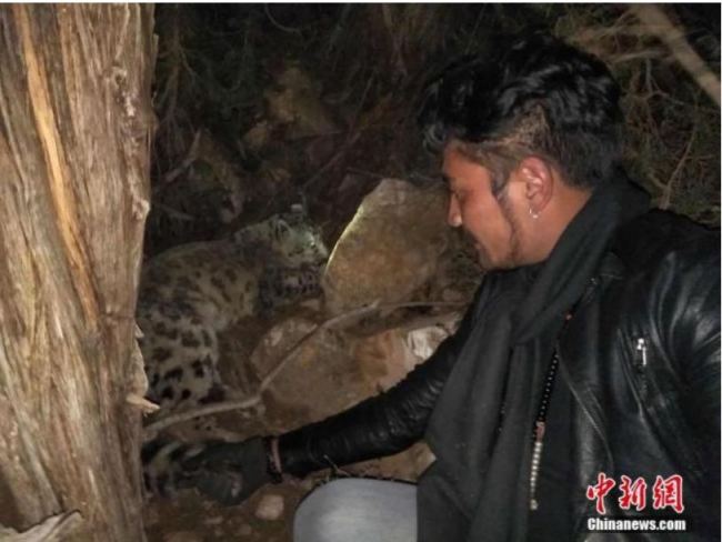 An injured snow leopard saved by herders in Yushu Tibetan Autonomous Prefecture, northwest China's Qinghai Province, November 24, 2017. [File Photo: Chinanews.com]