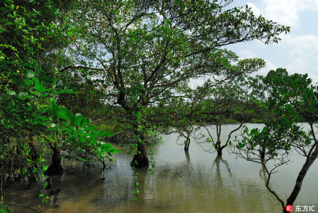 Mangrove resort of Hainan province [photo: from IC]