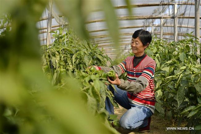 A woman harvests green peppers in Houshawa Village of Xinhe County, north China's Hebei Province, Nov. 5, 2017. Vegetable cooperatives were built in Houshawa Village in recent years, bringing more than 370 households out of poverty. [Photo: Xinhua]