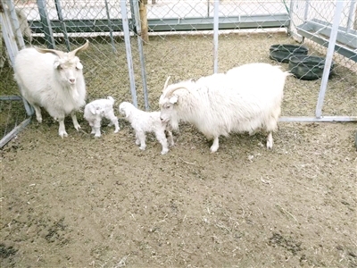 Two kids have been born in north China's Inner Mongolia Autonomous Region, the offspring of the world's first cloned cashmere goat, the Bayannur city government said Tuesday, April 3, 2018. [Photo: northnews.cn]
