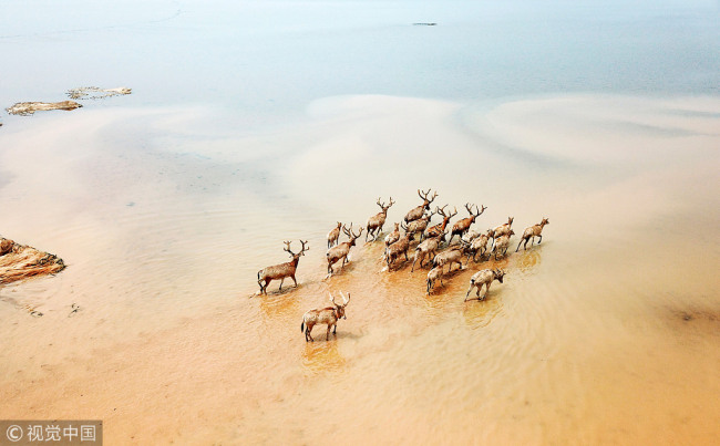 The aerial photo taken on April 3, 2018 shows a herd of galloping milu deer in the wetland around Poyang Lake in Jiangxi Province. [Photo: VCG]