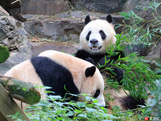 Two giant pandas eat bamboo at the Hangzhou Zoo in Hangzhou, Zhejiang province, September 11, 2017. [File Photo: IC]