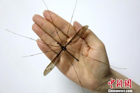 The photo shows a giant mosquito with a wing span of 11.15 centimeters found in Sichuan. [Photo: Chinanews.com]