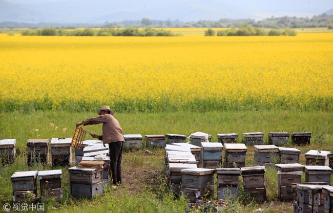 The traditional way of beekeeping involves risks of being stung and traveling far away to find the right flowers the bees need. [Photo: vcg]