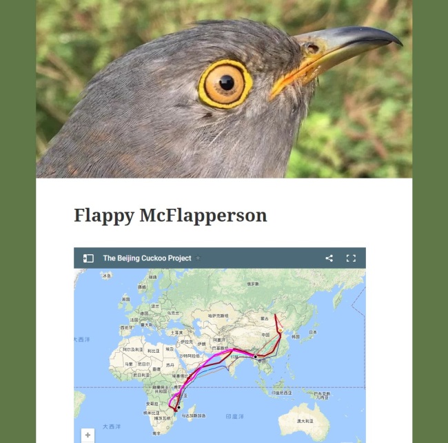A screenshot of the Birding Beijing website shows Flappy and her journey routes between northeast Asia and southeast Africa. [Photo: China Plus]