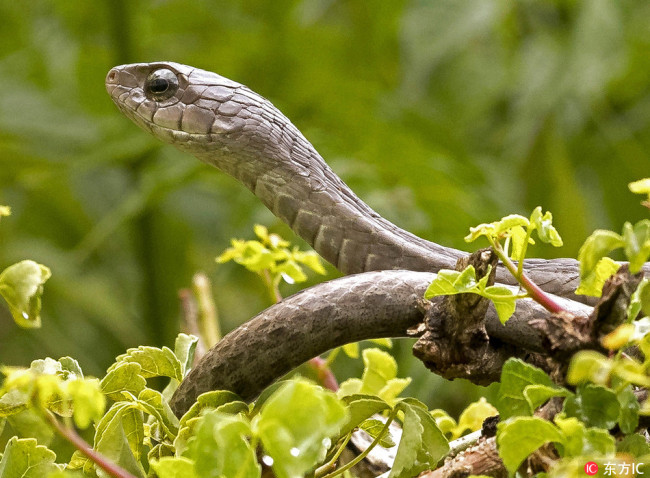 A hungry snake has devoured a reptile in one mouthful as they encountered one another on a tree branch at Maasai Mara National Reserve in Kenya, April 3, 2018.[Photo: IC]