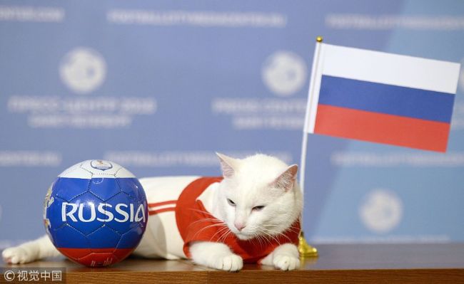 Achilles the cat, one of the State Hermitage Museum mice hunters, attempts to predict the result of the opening match of the 2018 FIFA World Cup between Russia and Saudi Arabia during an event in Saint Petersburg, Russia June 13, 2018.[Photo: VCG]