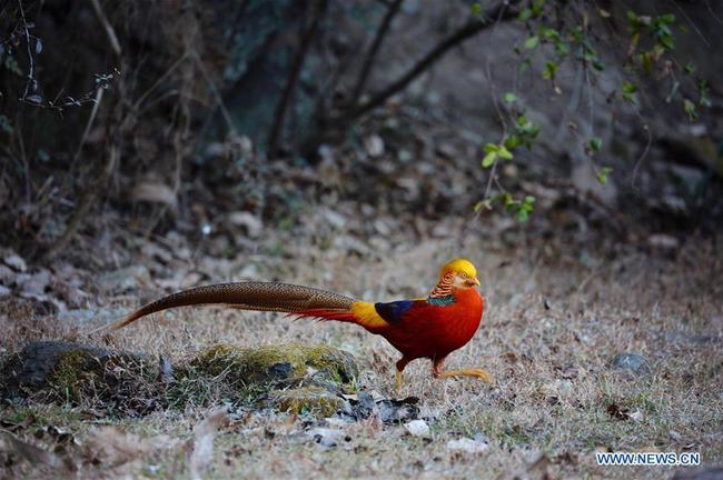 A golden pheasant is seen in a forest near Longting Town, Yangxian County, northwest China's Shaanxi Province, Jan. 19, 2018.[Photo: Xinhua/Liu Xiao]