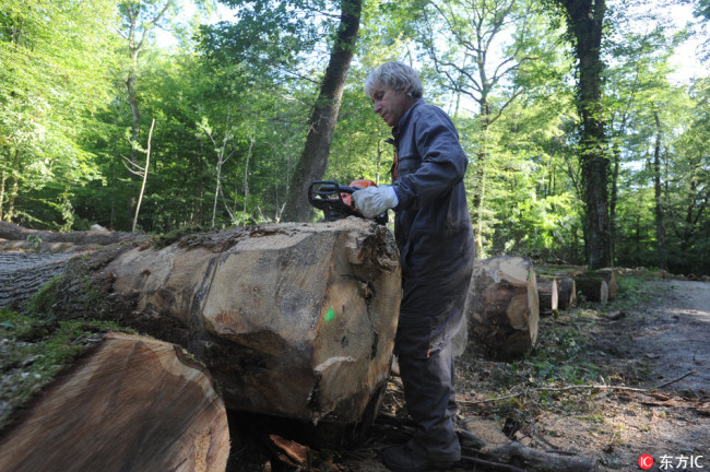 A woodcutter saws off a freshly cut oak in Beze, southeast France, July 5, 2016. [File Photo: IC]