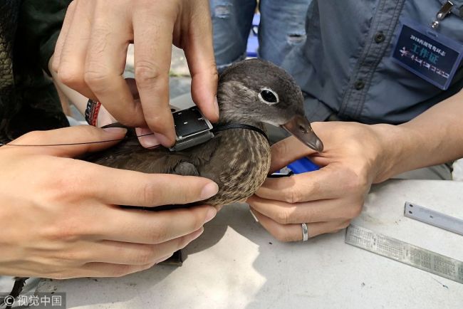 A photo taken on Thursday, June 21, 2018 shows a Mandarin duck banded with a nickel-copper bracelet and GPS tracker so that its migration can be tracked. [Photo: IC]