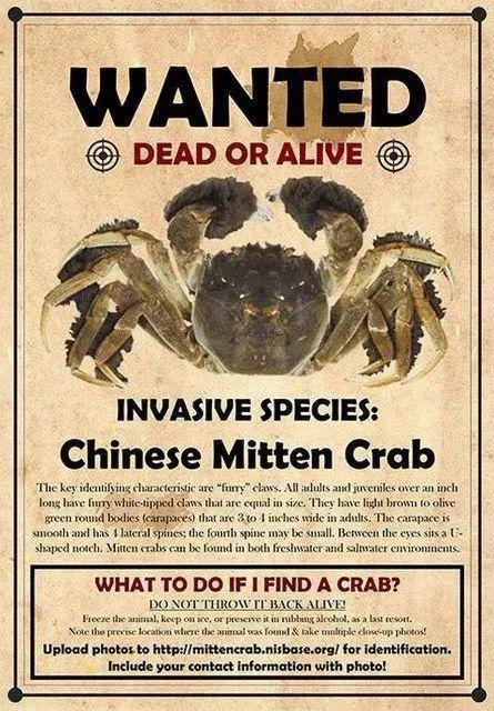 A call to hunt down Chinese Mitten Crab issued by Maryland's Department of Public Works in Anne Arundel County. [File Photo: Wechat/huanqiu-com]