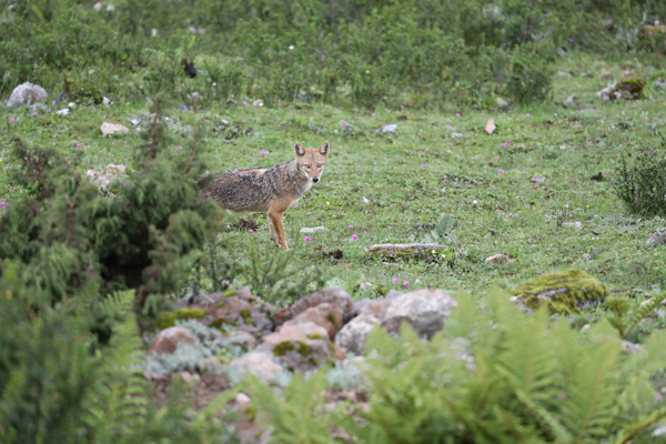 A photo of a possible Golden Jackal (Canis Aureus) in the southern foothills of the Himalayas, Tibet, July 7, 2018. [Photo: provided by TBIC]