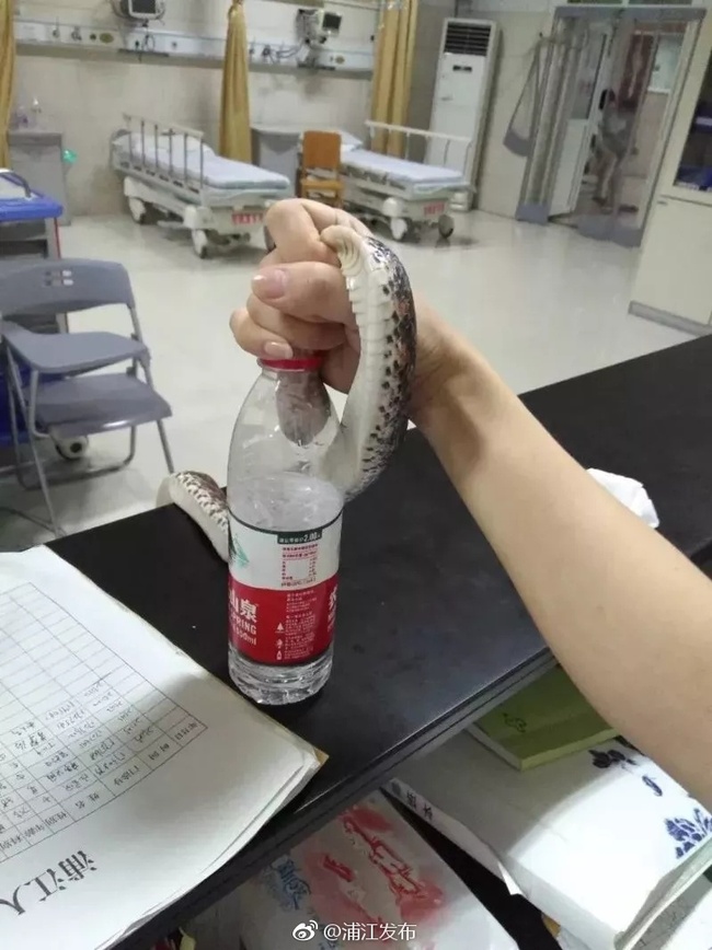 A photo shows the snake that bit a woman and was taken by her to a hospital in Pujiang County, Zhejiang Province, on Sunday, July 29, 2018. [Photo: Official Weibo account of Pujiang government press office]