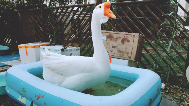 A goose nicknamed Gugu was officially enrolled in Shanghai Maritime University. [Photo: CGTN]