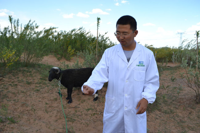 Feng Huan, director of the ecological pasture in Yanchi County, northwest China's Ningxia Hui Autonomous Region. [Photo: China Plus/ Lv Mou]
