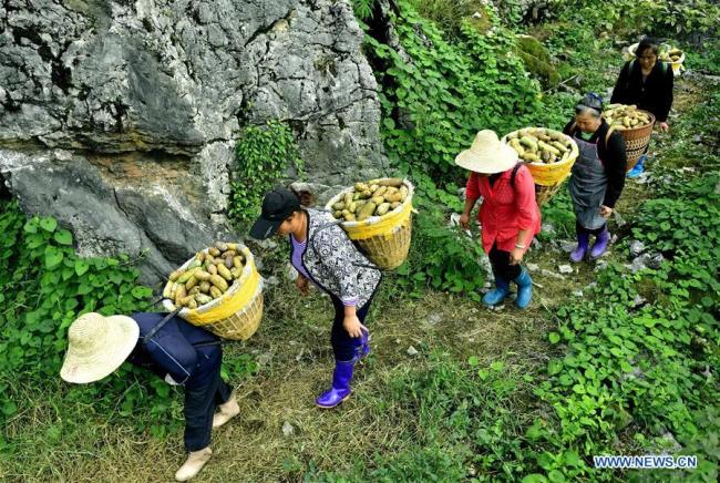中国丰收时节到 China embraces harvest season