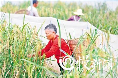 The new strain of tall rice plant was successfully harvested in Chongqing this week. [Photo: cqwb.com.cn]