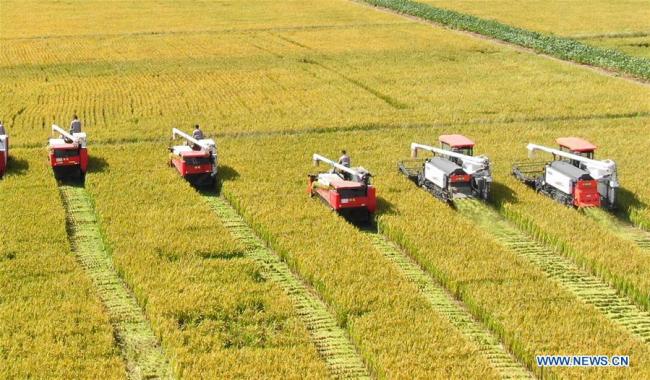 Aerial photo taken on Sept. 27, 2018 shows harvesters reaping rice in the fields at Linjiang New District in Haimen, east China's Jiangsu Province. (Xinhua/Xu Congjun)