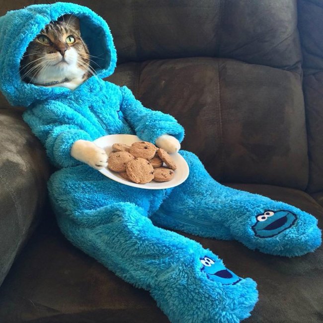 US embassy apologizes on Monday for sending a fake invitation featuring a pyjama-wearing cat. [File photo]