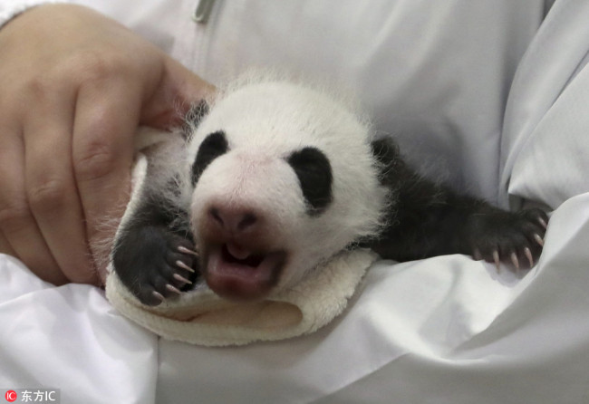 A baby female Panda born on Aug 14 is shown to media at Adventure World in Shirahama, Wakayama prefecture on Sep 13, 2018. [Photo/IC]
