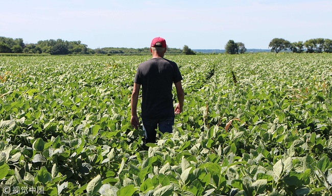 Farmer Terry Davidson walks through his soybean fields in Harvard, Illinois on July 6, 2018, the day China imposed retaliatory tariffs on US imports. [Photo: VCG] 