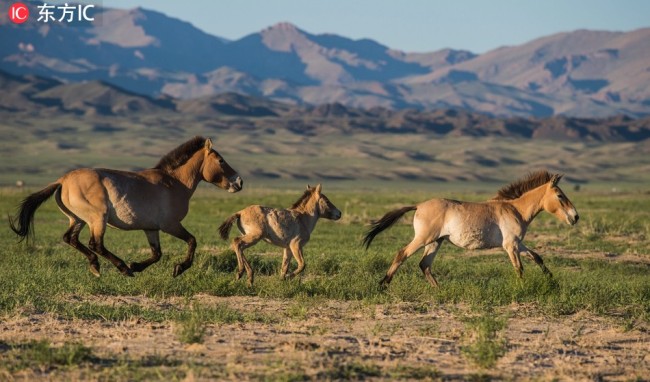 Przewalski's horses.[Photo:IC]